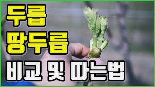 봄나물 두릅과 땅두릅(독할)의 비교 및 수확 및 보관방법