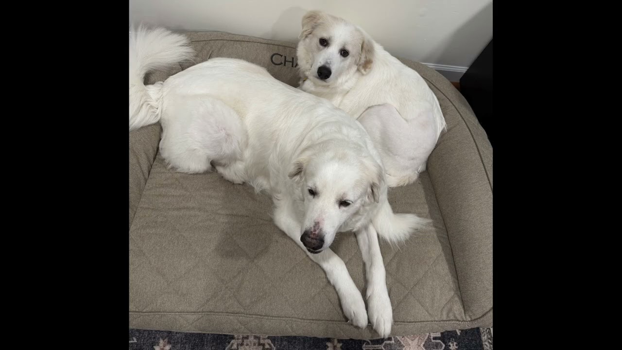Enlarge Marie in GA - A Special "Pocket Pyr", a Adoptable Great Pyrenees in Atlanta, GA video 4/4