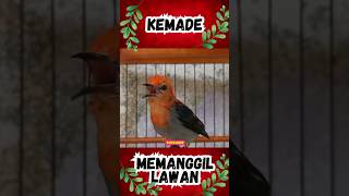 Download lagu Kemade gacor memanggil lawan#kemade #burunglucu#burungjinak#shorts mp3 Download lagu Kemade gacor memanggil lawan#kemade #burunglucu#burungjinak#shorts mp3
