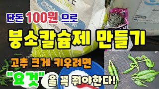 단돈100원으로 효과좋고 칼슘 함량이 높은 붕소칼슘제만들기 고추 크게 키우려면 "이것"을 꼭 주고 고추붕소와…