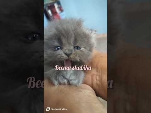 Cat's funny videos 💫🤣arsh 