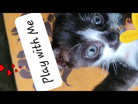 KITTEN PLAYING WITH MOM... #funnyvideo #catvideos