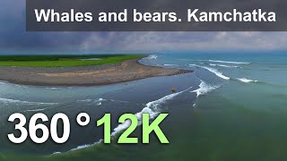 Китове и мечки. Камчатка, Берингово море, Източния бряг - 360 видео 12K