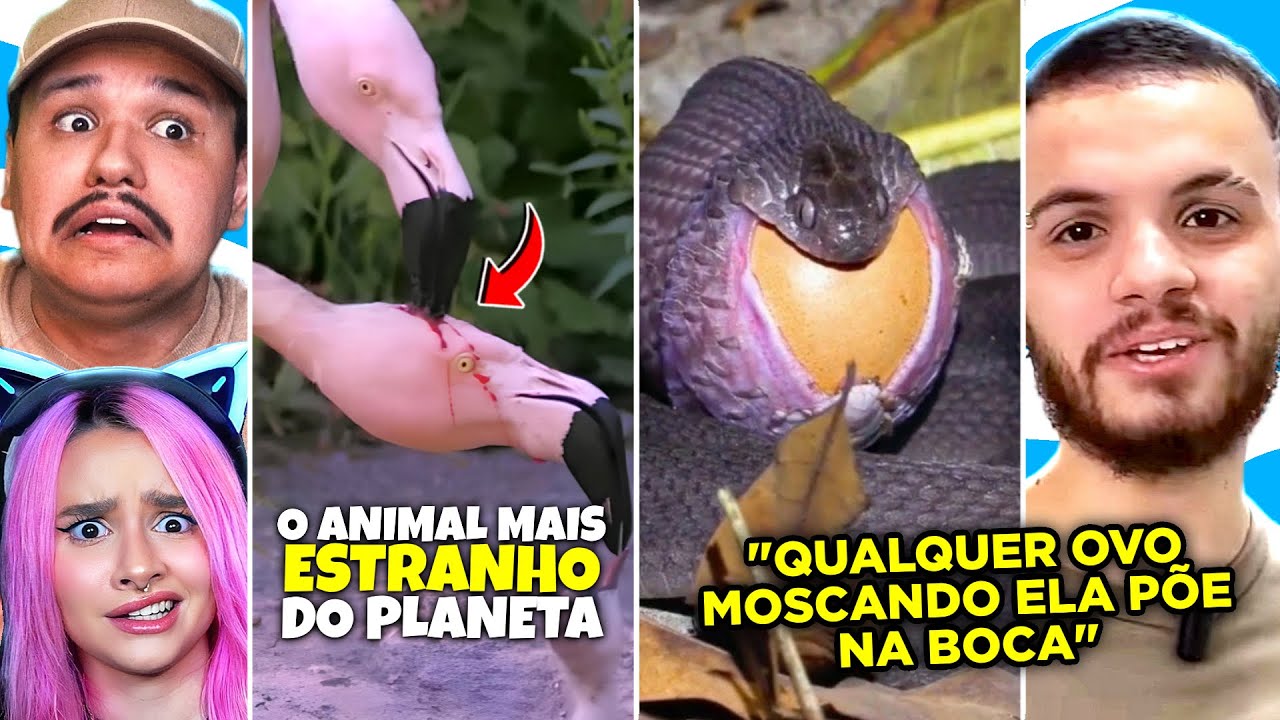 Ela consegue engolir isso?! Curiosidades Curiosas com @wildboppre_