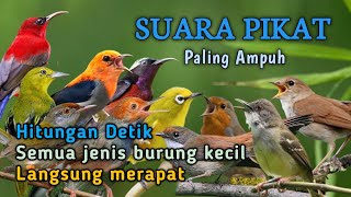 Download lagu SUARA PIKAT SEMUA JENIS BURUNG KECIL PALING AMPUH 2026 mp3