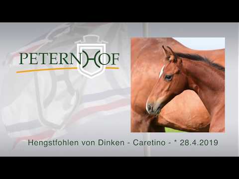 Hengstfohlen von Dinken x Caretino