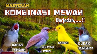 Download lagu MASTERAN KOMBINASI MEWAH‼️ Kapas Tembak • Sikatan Londo • Kenari • Cucak Jenggot | Jernih Berjedah mp3