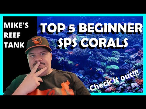 Top 5 SPS Corals for Beginners Easy SPS to Start With!