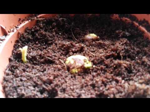 Die Mispel und wie es Weiter Geht