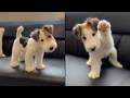 This Puppy Is So Cute He Doesn T Look Real
