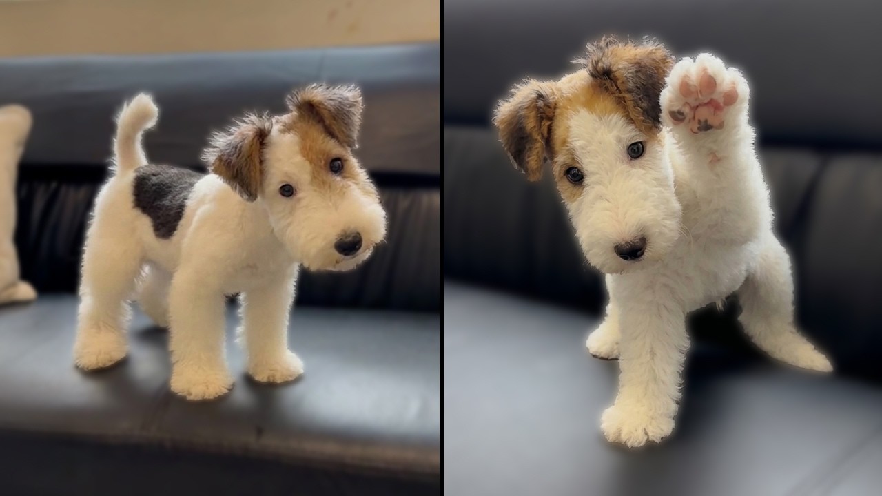 This Puppy Is So Cute He Doesn't Look Real