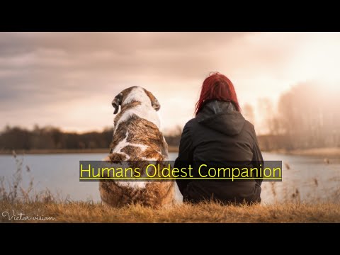 Dogs are humans oldest companions, DNA shows | Brief History of Dogs | Victor Vision |