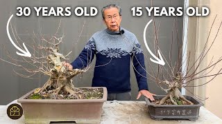 Refining Trident Maple Bonsai at Different Stages of Growth: What to Do and When
