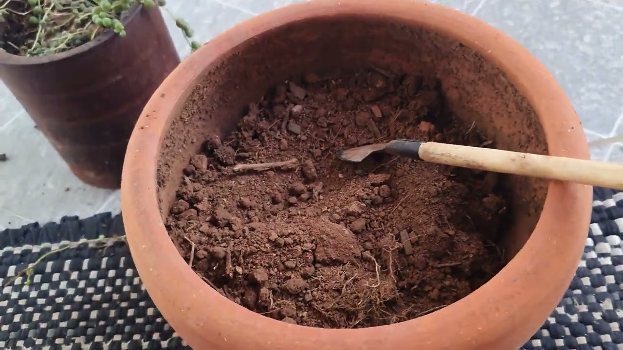 REPLANTE DE COLAR DE PÉROLAS#NATUREZA