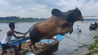 Download Lagu Ep-131,Cow Unloading,Big Cow,big bull,big cattle,Cow Videos,Cow Video,Cow Hamba Goru In cow market.. Thumbnail