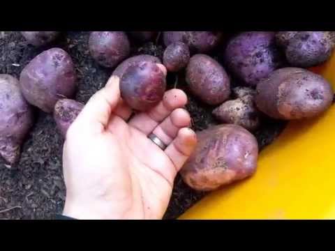 download lagu mp3 mp4 Viking Potatoes Red, download lagu Viking Potatoes Red gratis, unduh video klip Viking Potatoes Red