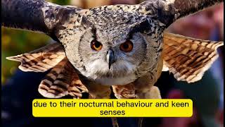 Owl Tattoo  Meaning #shortsvideo #shorts