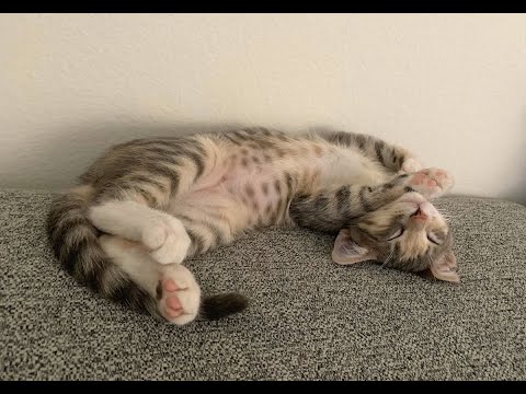 Pinky, an adopted Tabby & Dilute Calico Mix in Sherman Oaks, CA_image-1