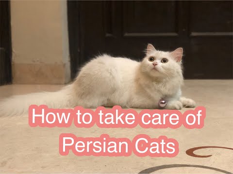 How to take care of Persian Cats| firstvideo
