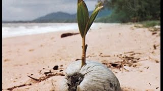 How to plant a coconut palm