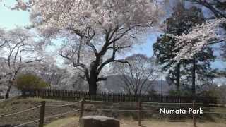 preview picture of video 'SAKURA - Numata Park - JAPAN GUNMA　沼田公園の桜'