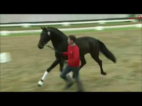 2,5j. Hengst v. Franziskus x Beltoni x Rubin-Royal