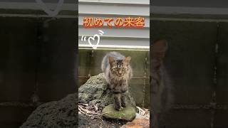 初めての来客にゃ！ #cat #ねこ動画