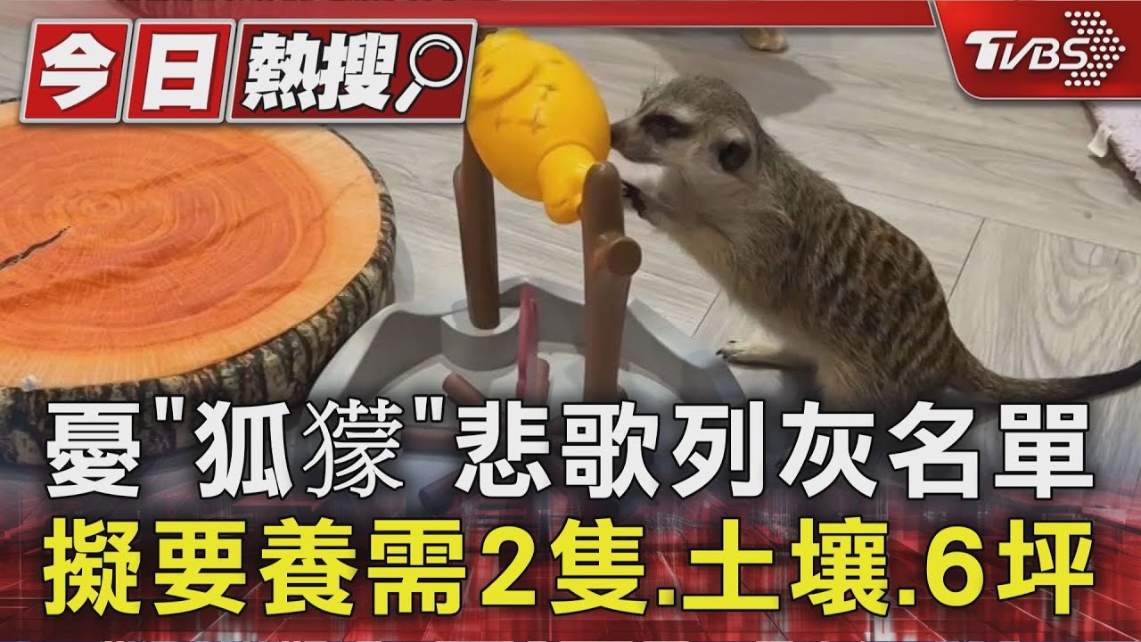 狐獴「灰名單」管制養2隻起跳　動保團體籲全面禁養