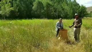 Mechanical Musk Thistle Control