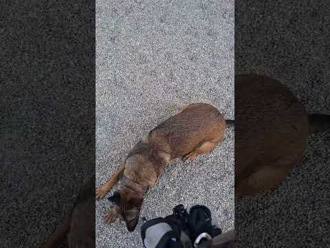 Trabajando obediencia con Kiara ,adiestramiento Canino. #k9 #malinois #perros #pets