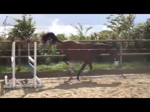 Wallach, *2012 v. Cormint - Caretino