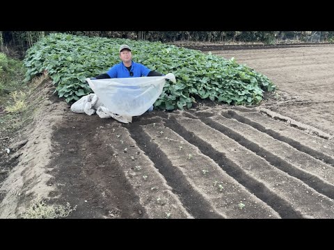 キャベツガと自然に戦う方法は？簡単な手段で感染を防ぐことはできるのでしょうか？  庭園