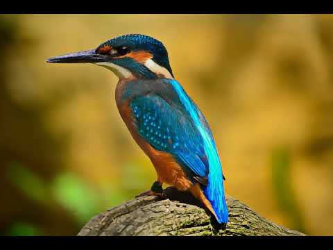 157. Lord whom i deep in my heart carry