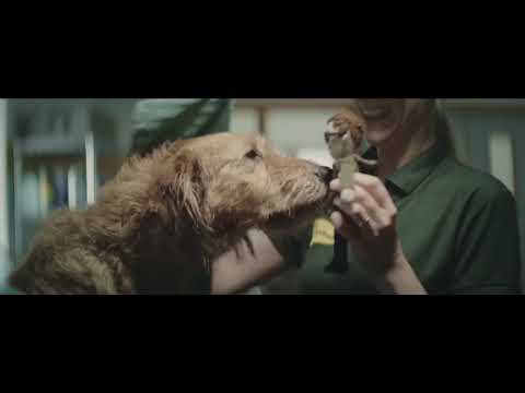 Man's Best Friend! Emotional Dog TVC- Music Recreated by Shourya