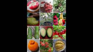 preview picture of video 'KEBUN BUAH KOMARA TAKALAR'