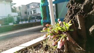 通過電車と桜