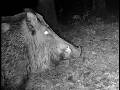 Grosso maschio di cinghiale #boar #javali #derri #dzik #verraco #verrat #кабан #豬