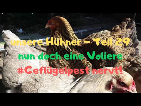 unsere Hühner Teil 29: Abhilfe im Hühnerlockdown mit einer Voliere - Aufbau und erster Test