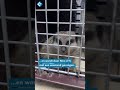 Stokstaartje vliegt keuken binnen | #shorts