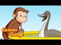Shrinking Duck Pond Curious George Kids Cartoon Kids Movies Videos For Kids