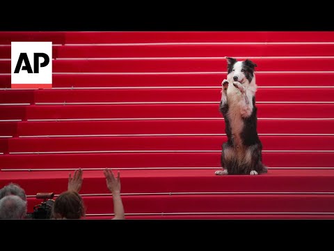 Messi, the dog from 'Anatomy of a Fall,' arrives at Cannes Film Festival