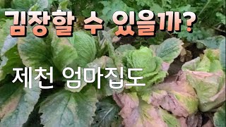 김장할 수 있을까 ? 노균병 무름병
