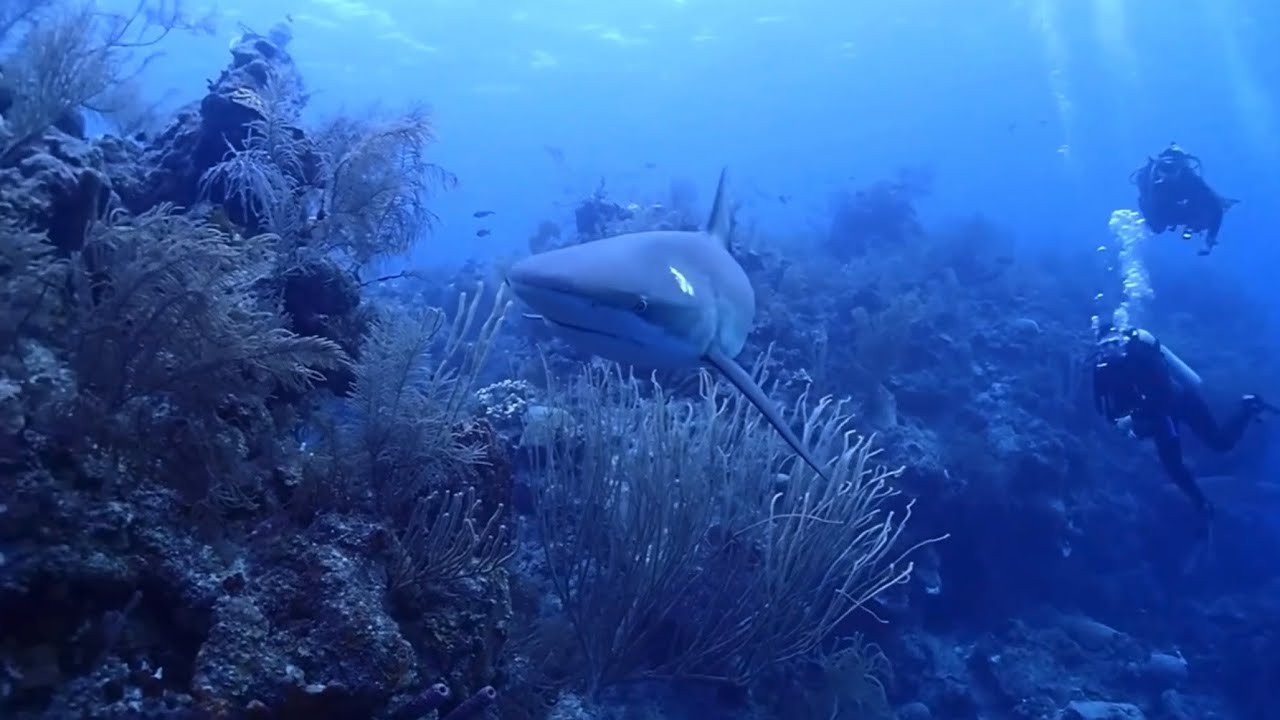 Swimming with sharks in Belize | Aggressor Adventures diving with Dr. Jenn of Surviving Mann