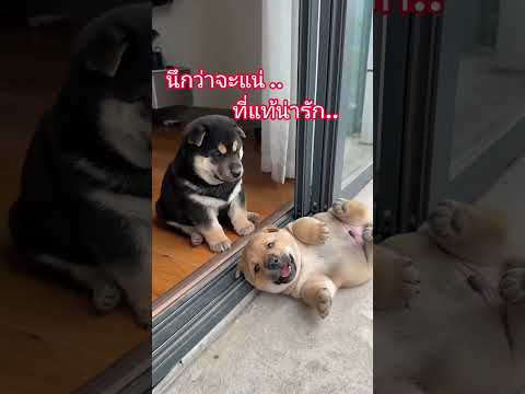 ดำ หรือ แดง น่ารัก..#หมา #หมาน่ารัก #หมาน้อย #หมาน้อยน่ารัก #ทาสหมา #คลายเครียด #ตลกฮาฮา