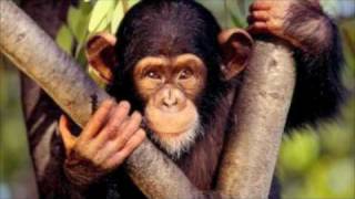 TARZAN BOY - BALTIMORA