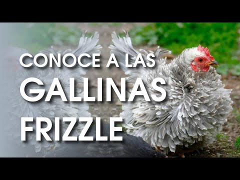 , title : 'Gallinas Frizzle: 🐔 una raza de gallina con plumaje rizado'
