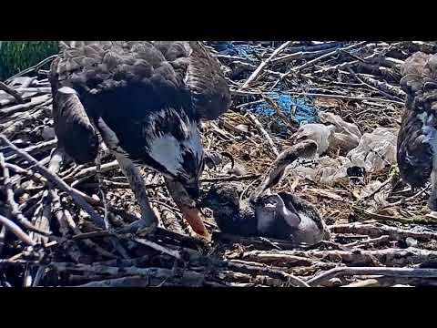 2020-06-11 Overstuffed chick takes a tumble | Boulder County Osprey Cam