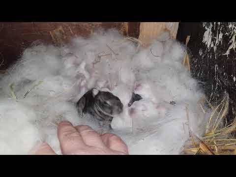, title : 'Sfaturi pt. începători în   creșterea iepurilor și despre puii duși în adopție la dnu.Eugen'