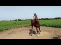 Horse Sound Horse Real Voice Marvadi Horse Devraj Jam Dj Sanjay Farm