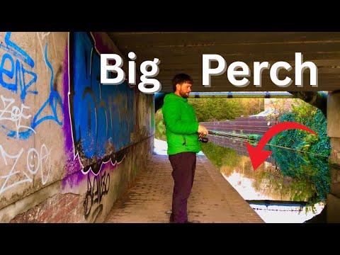 BIG Canal PERCH! Caught on LIVE BAIT!